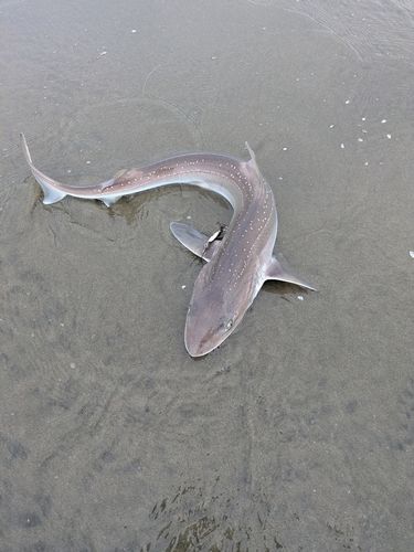 ホシザメの釣果