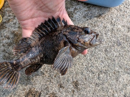 オウゴンムラソイの釣果
