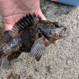 オウゴンムラソイ