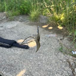テナガエビ