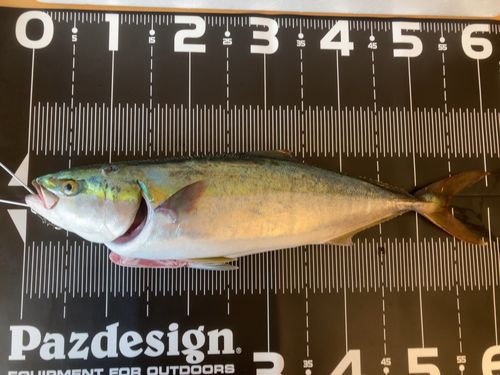 ワラサの釣果