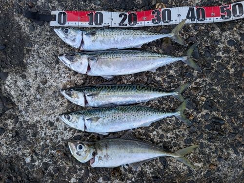 マサバの釣果