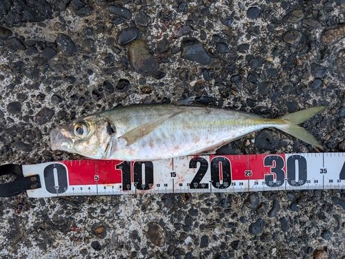 マアジの釣果