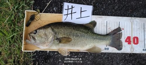 ブラックバスの釣果