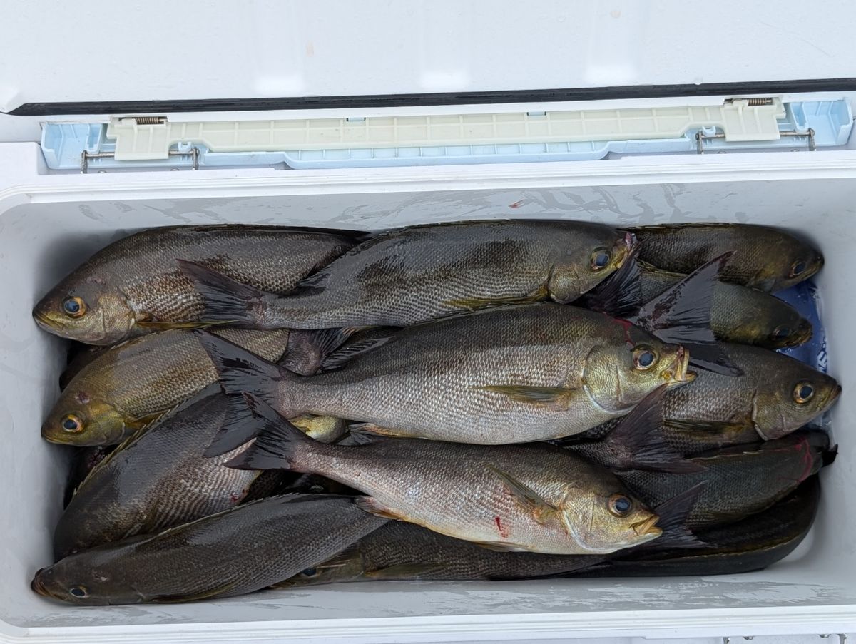 リリースサイズさんの釣果 2枚目の画像