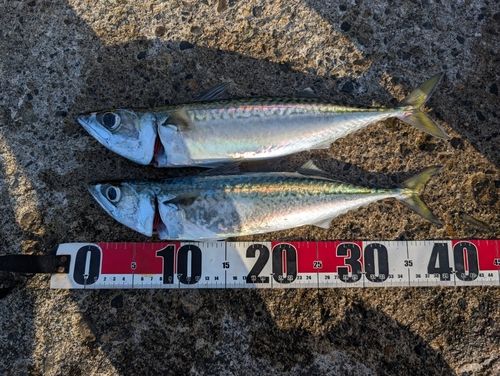 マサバの釣果