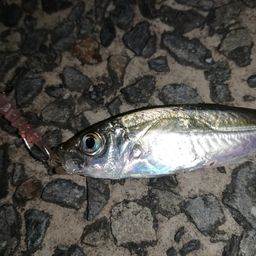 アジ