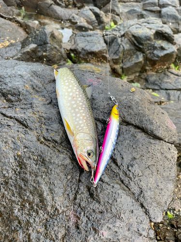 アメマスの釣果