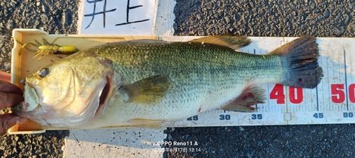 ブラックバスの釣果