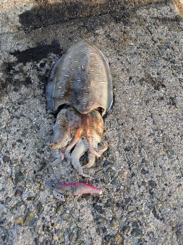 コウイカの釣果