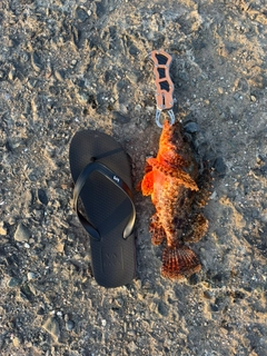オニカサゴの釣果