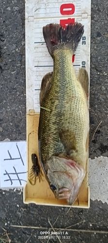 ブラックバスの釣果