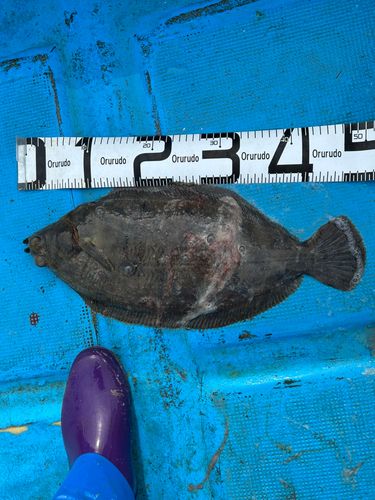 ババガレイの釣果