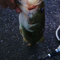 ラージマウスバス