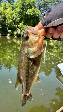 ラージマウスバスの釣果