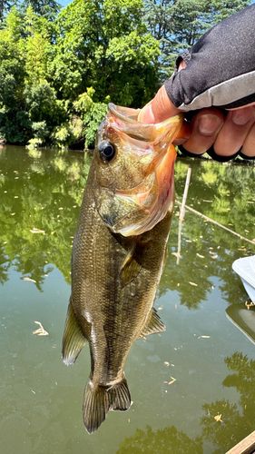 ラージマウスバスの釣果