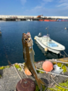 ムツの釣果