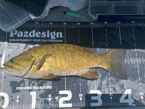 スモールマウスバスの釣果