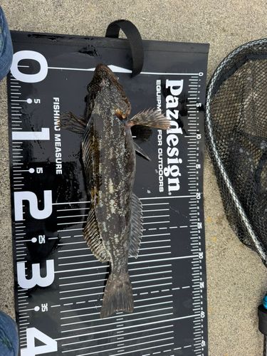 アイナメの釣果