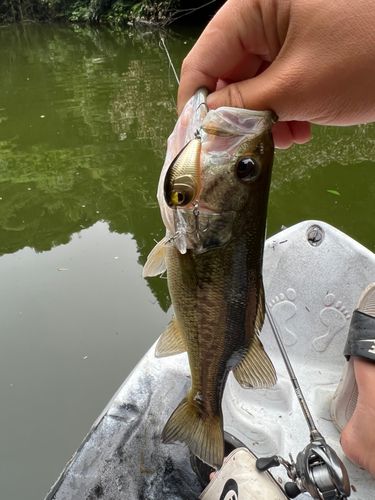 ブラックバスの釣果