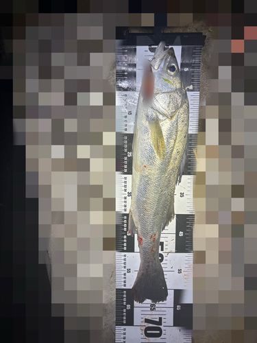 スズキの釣果