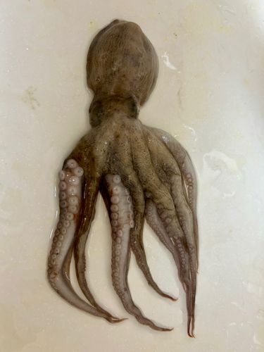 タコの釣果