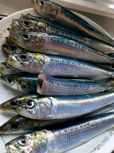イワシの釣果