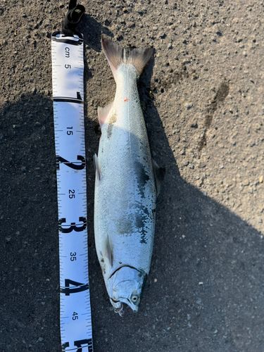 サクラマスの釣果