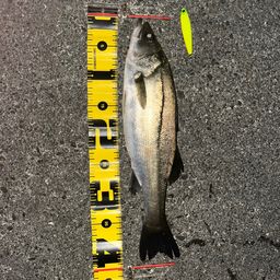 セイゴ（ヒラスズキ）