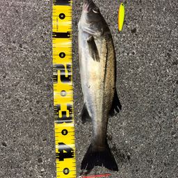 セイゴ（ヒラスズキ）