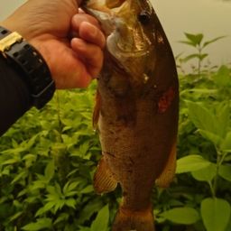 スモールマウスバス