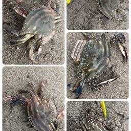 ワタリガニ