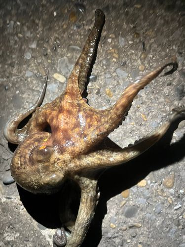 タコの釣果