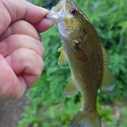 スモールマウスバス