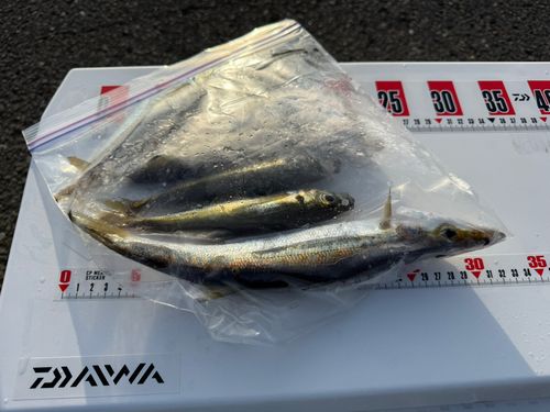 カマスの釣果