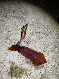 マイカの釣果