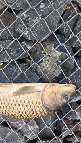 コイの釣果