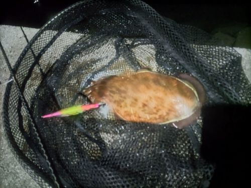 モンゴウイカの釣果