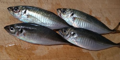 アジの釣果