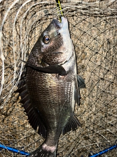 チヌの釣果
