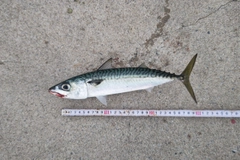 サバの釣果