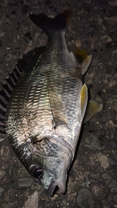 チヌの釣果