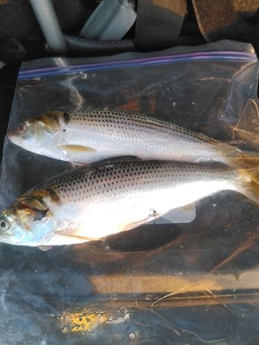 コノシロの釣果