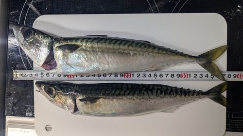 サバの釣果