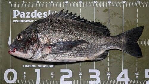 クロダイの釣果