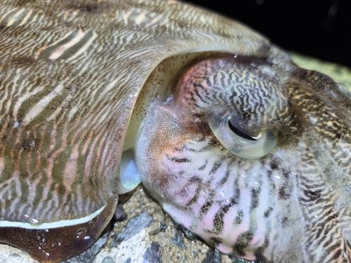 モンゴウイカの釣果
