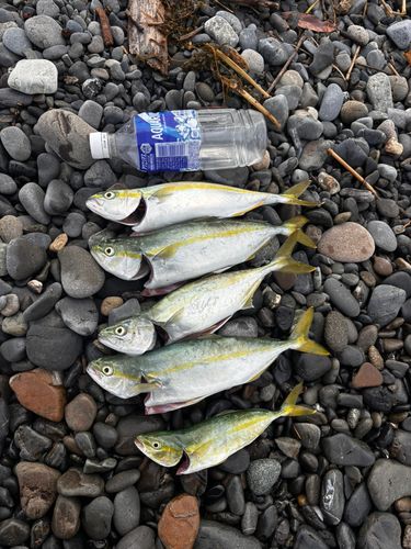 ワカシの釣果