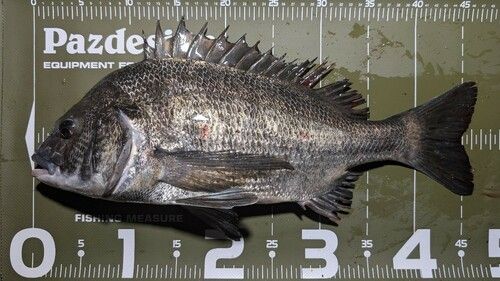 クロダイの釣果