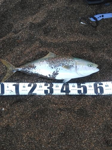 ワラサの釣果