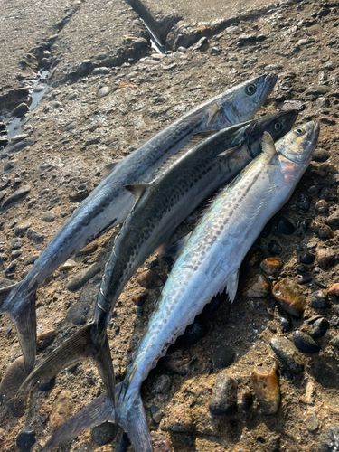 サゴシの釣果